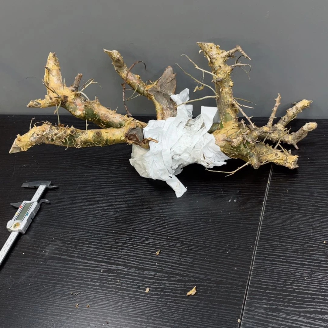 熟桩橄榄带盆发货