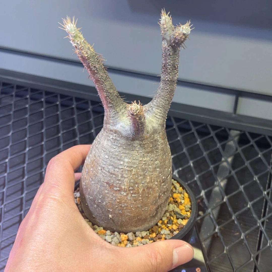 【闪购商品】哈哈哈