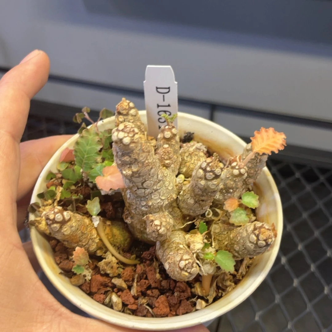 【闪购商品】哈哈哈