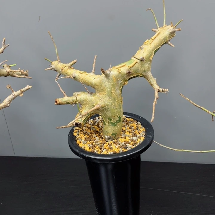 银皮没药熟桩包活
