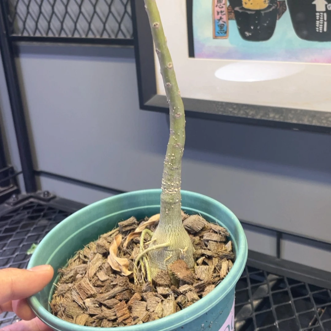【闪购商品】哈哈哈