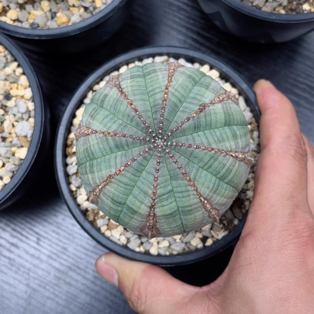 布纹球带盆包邮的