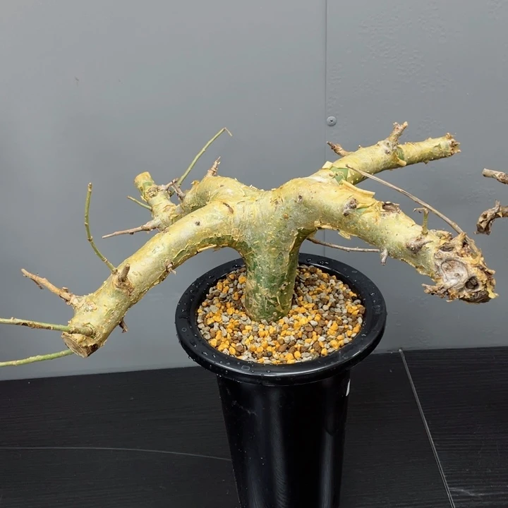 银皮没药熟桩包活