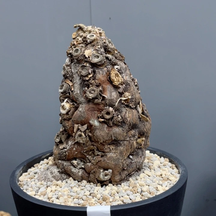 火山大戟包活养定带盆发货