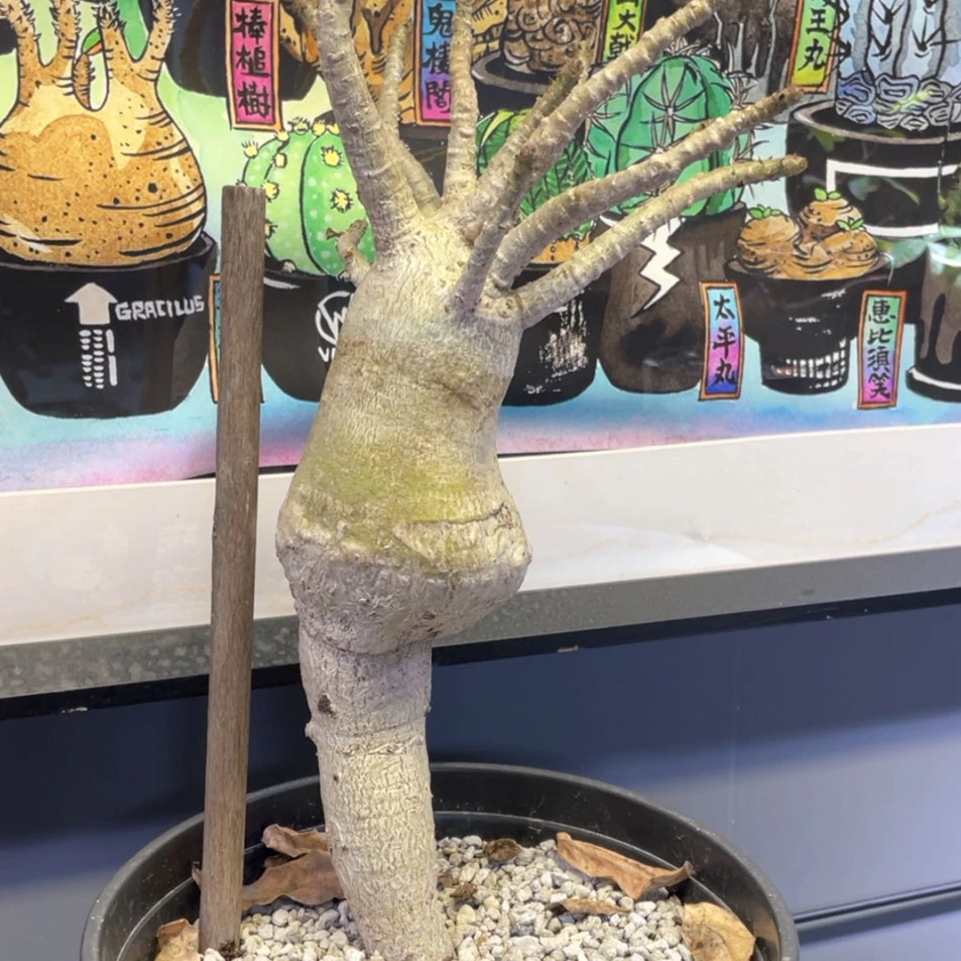 【闪购商品】哈哈哈