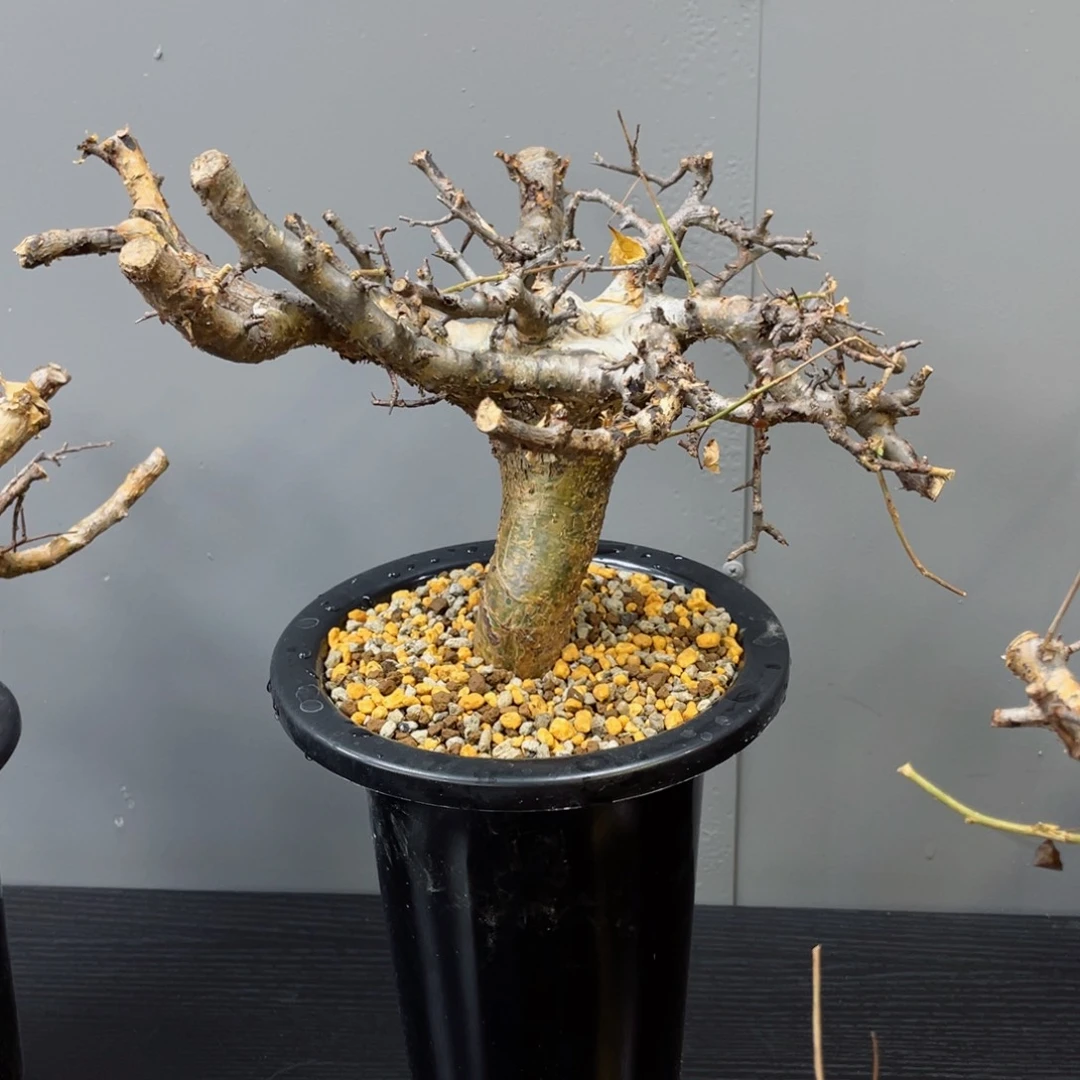 席氏没药熟桩包活