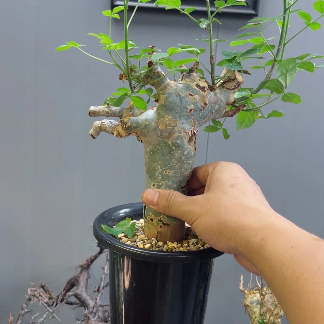 蓝白皮橄榄没药熟桩带盆