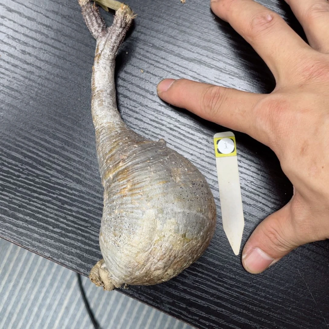 补差价换这个宫寄养