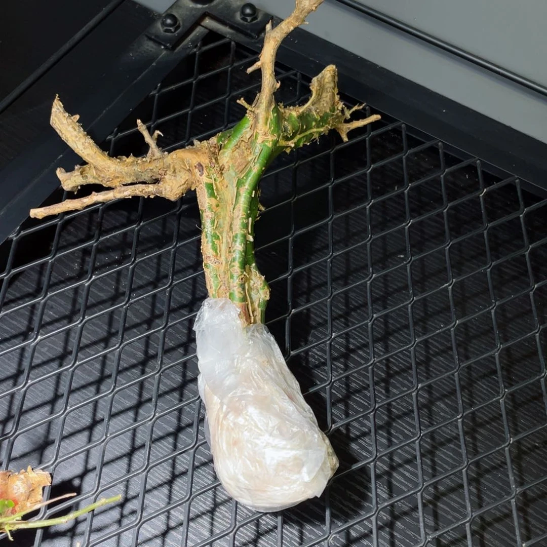 熟桩橄榄带盆发货