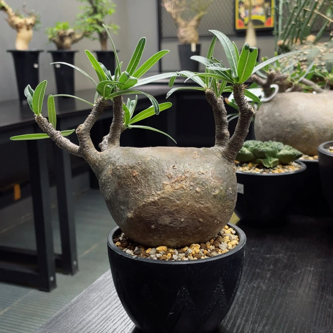 象牙宫熟桩带盆包邮的