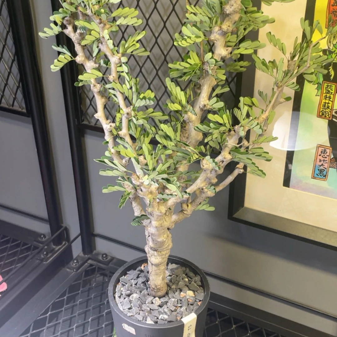 【闪购商品】哈哈哈