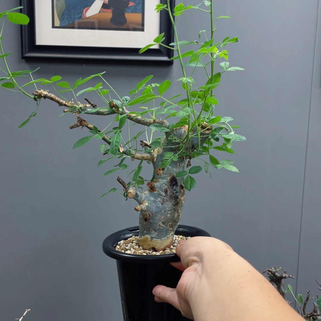 蓝白皮橄榄没药熟桩带盆