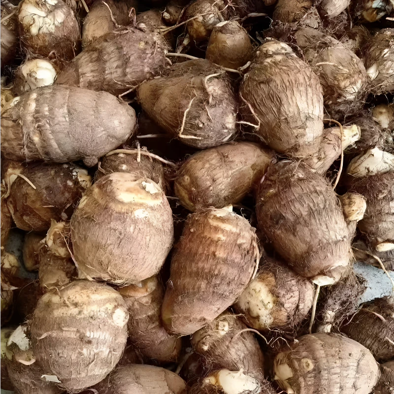 九堡山坑芋子--新鲜现挖现货现发