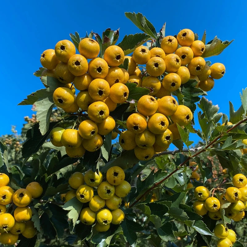 稀奇水果新鲜黄山楂果黄金豆黄山楂甜山楂1斤/3斤/5斤装微酸