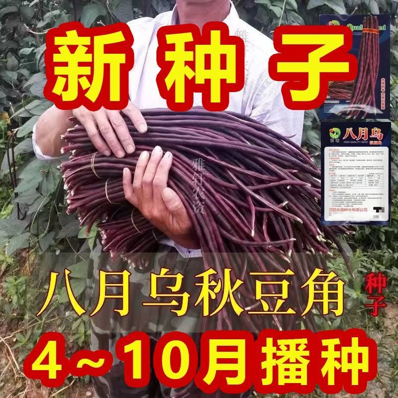 耐高温十月红豇豆八月乌秋豆角春秋两用高产好吃农家老品种蔬菜籽