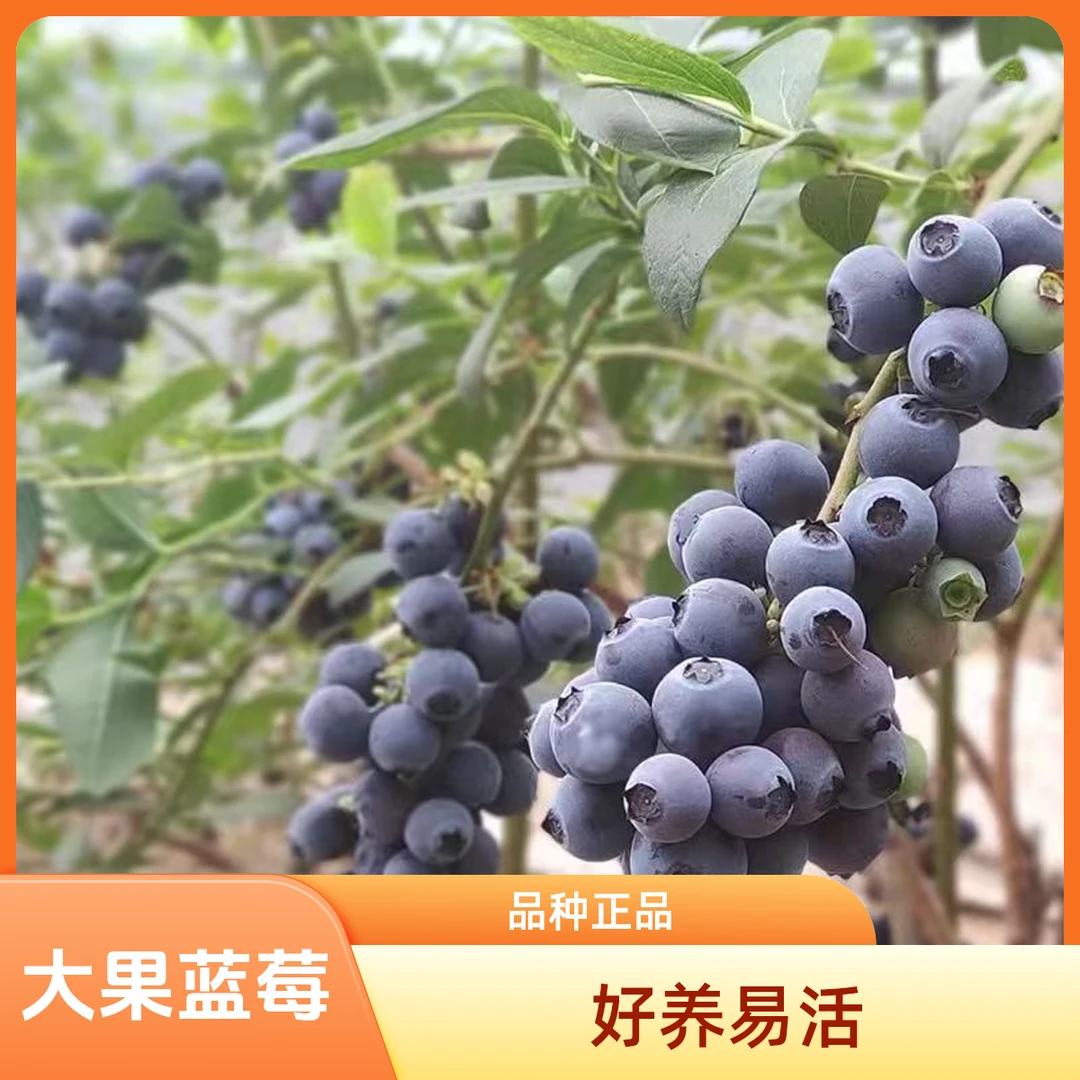 大果蓝莓树苗阳台庭院地栽抗寒好养易活南北方果树苗