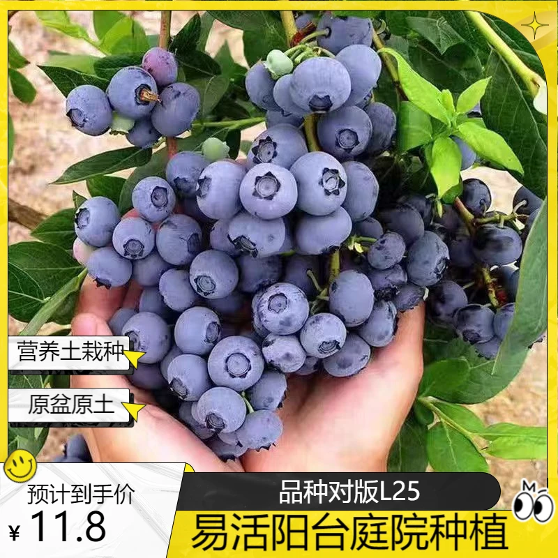 优趣农大果脆甜原盆原土盆栽庭院种植杯苗L25蓝莓树苗营养钵发货