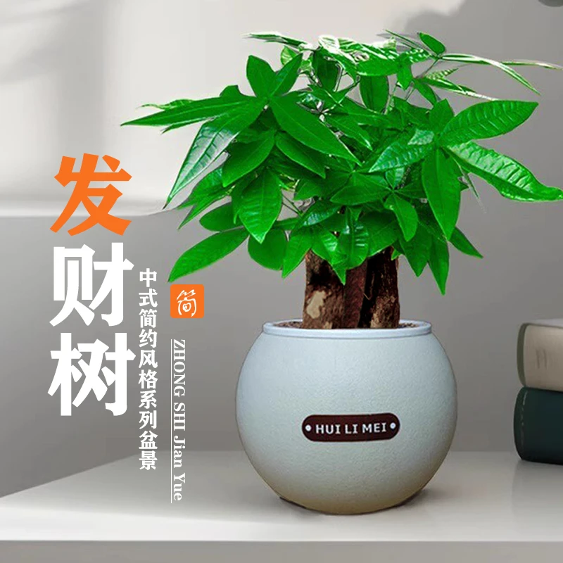 大盆三杆发财树盆栽绿植室内好养植物四季常青常绿摆件