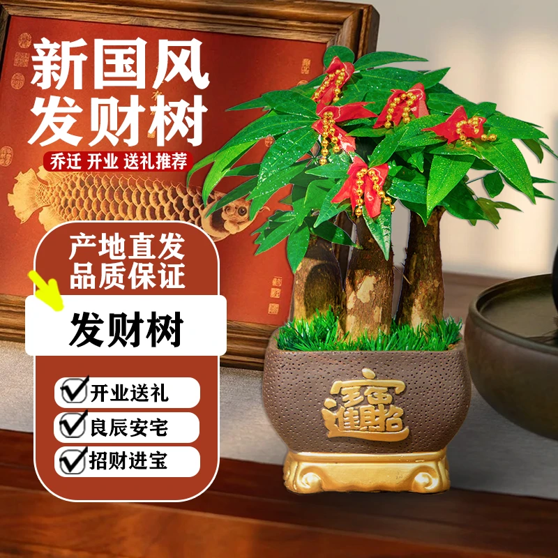 绿锦艺发财树小盆栽室内客厅办公室绿植好养四季常青桌面绿植摆件