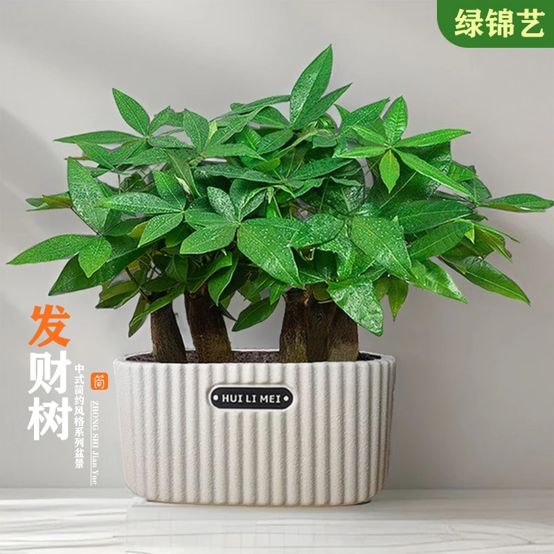 发财树盆栽室内植物客厅办公室桌面绿植四季常青常绿好养