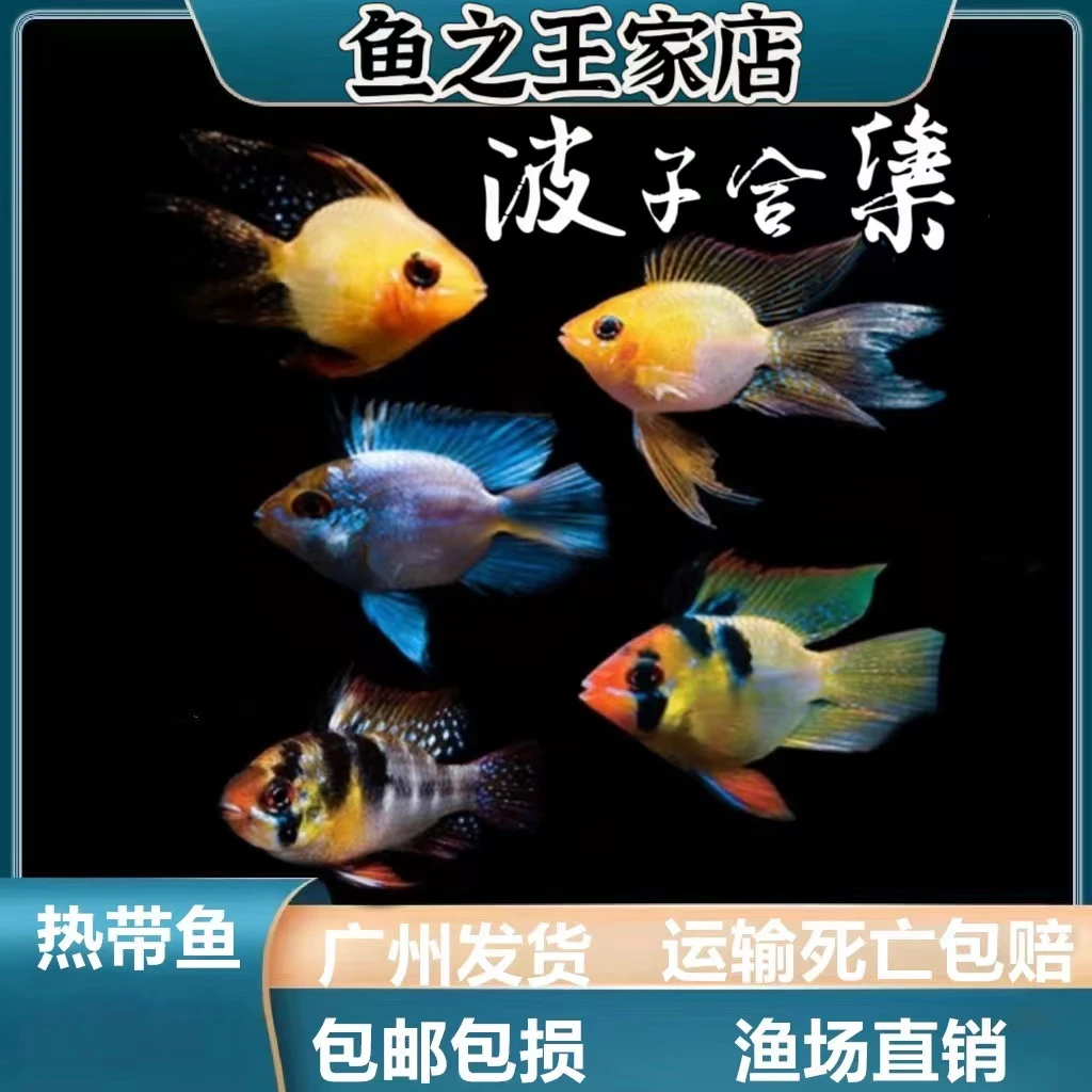 【热带鱼】金波子鱼阿凡达蓝波子鱼小型热带观赏鱼