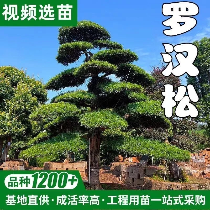 基地直销雀舌罗汉松大树苗老桩盆景大型庭院绿植四季常青造型景观