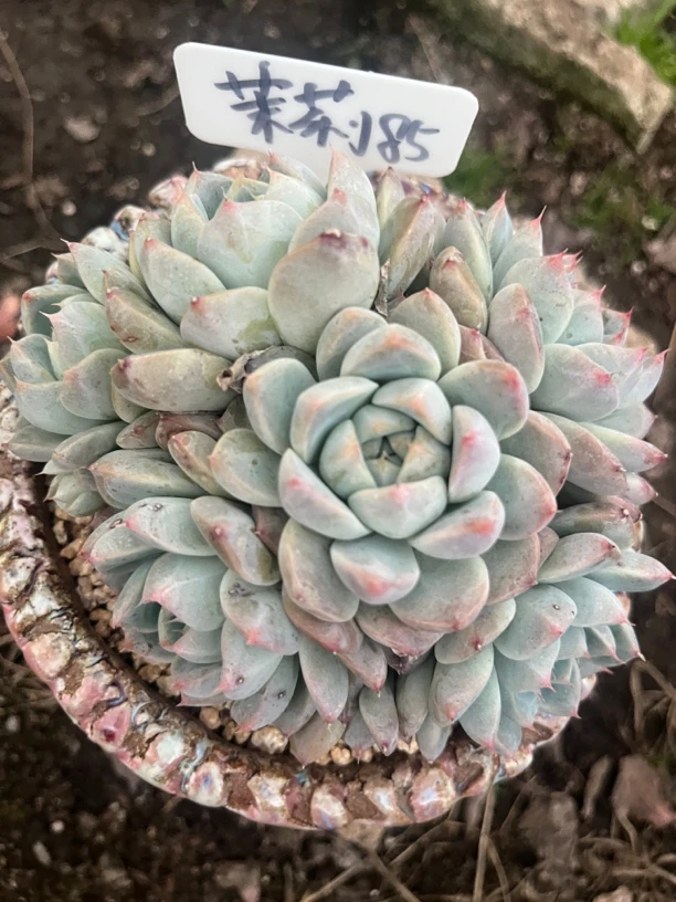 一号链接云南昆明精品多肉基地