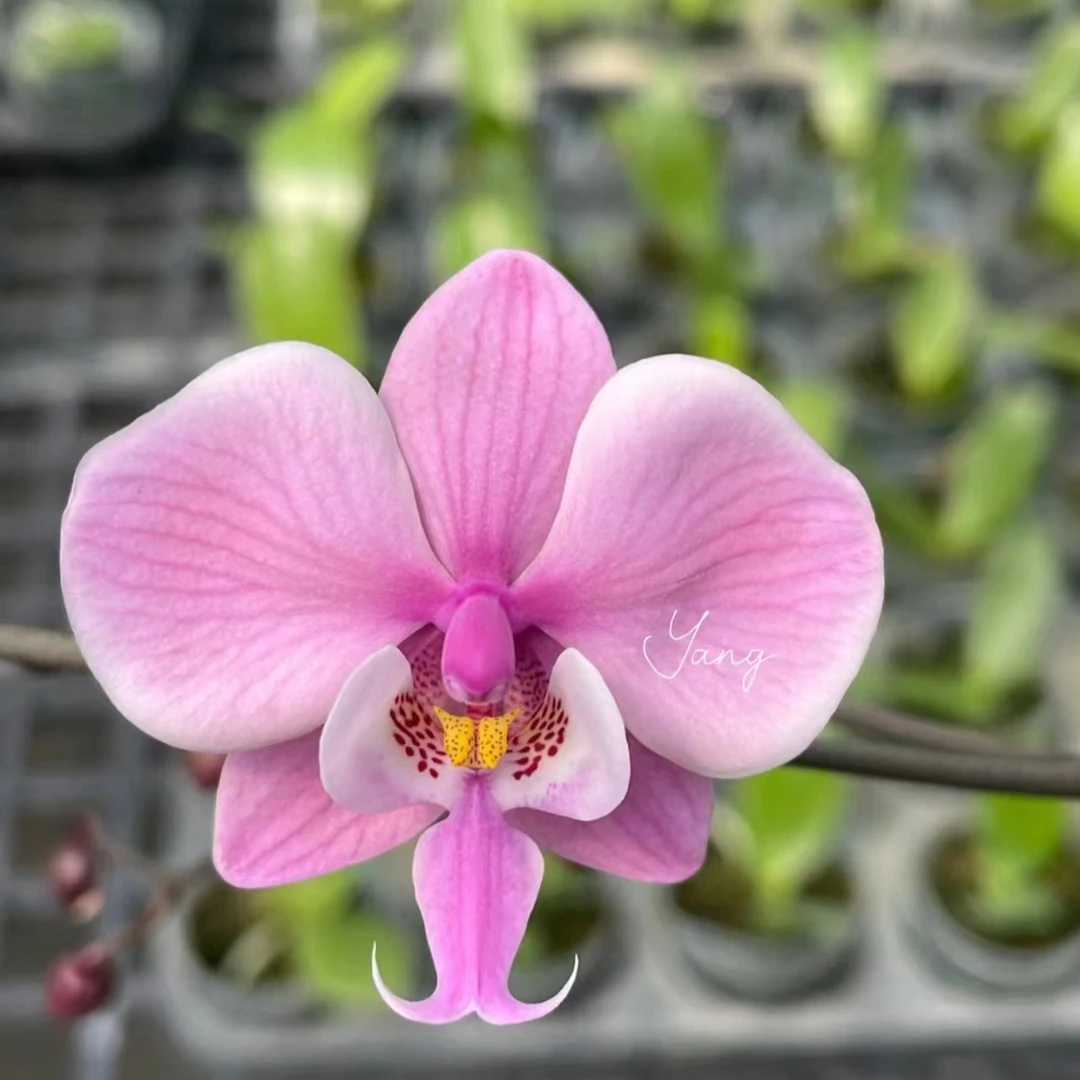 2.5寸碳棉 Phal.schilleriana'銀葉脈紋西雷莉分生-苗 原生蝴蝶兰