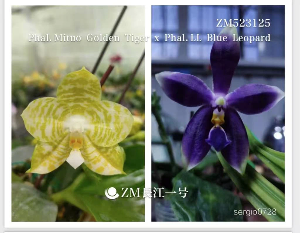 1.7寸 弥陀白虎交柳林蓝豹-苗 原生种蝴蝶兰 好养好看