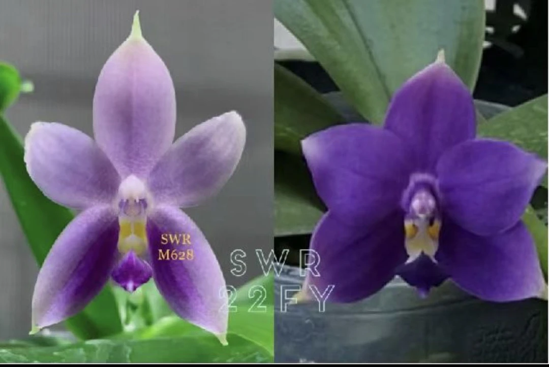 2.5寸 SWR22FY 蓝色文森特交蓝宝石-苗 原生蝴蝶兰