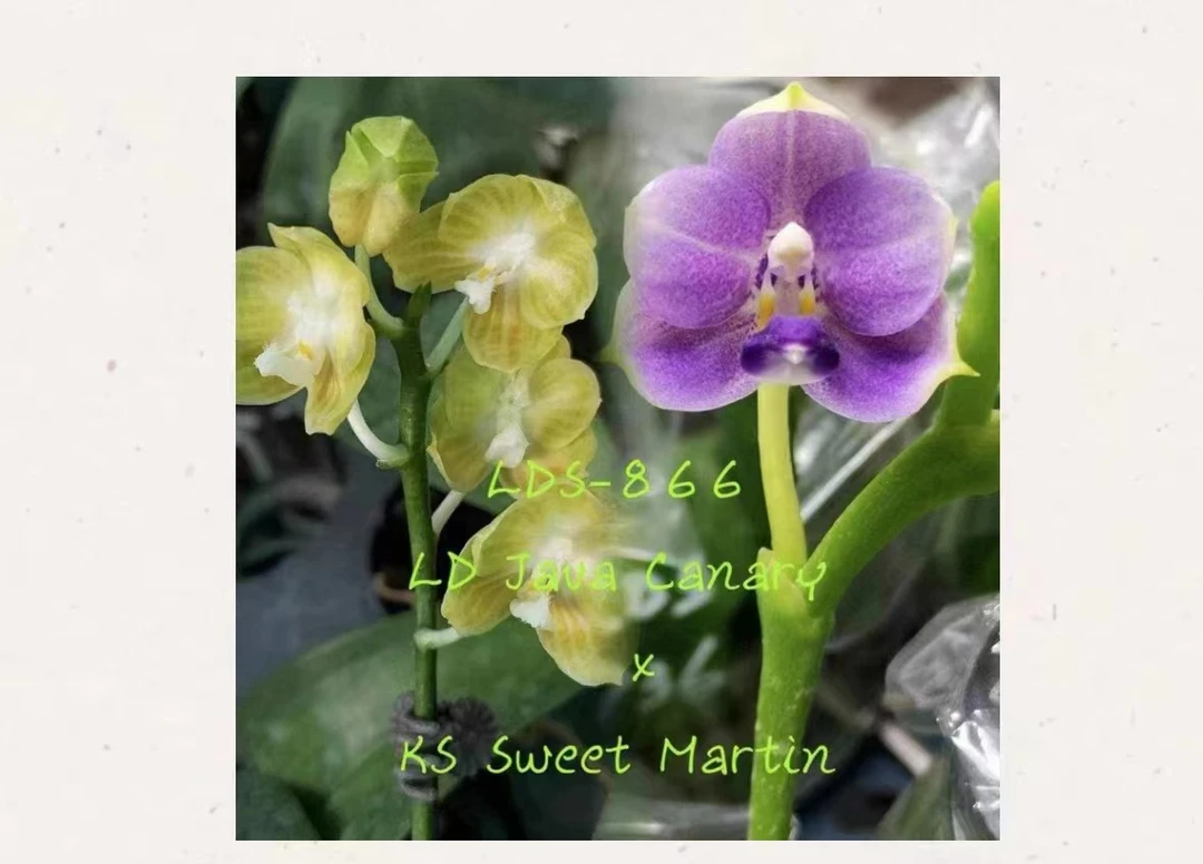 2.8寸 WJ866 Phal.LD Java Canary x KS Sweet Martin-苗 原生兰