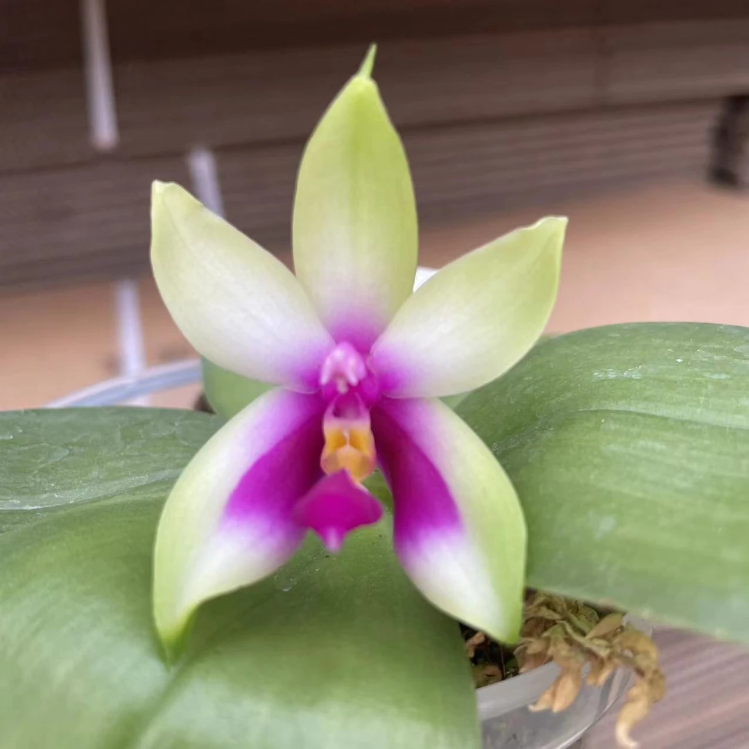 【喜兰优选】2.8寸 贝利娜葫芦娃兄弟交-花苞株 原生蝴蝶兰