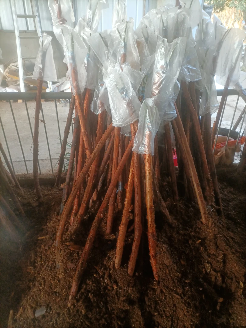 山木香嫁接月季一物一拍实物发货