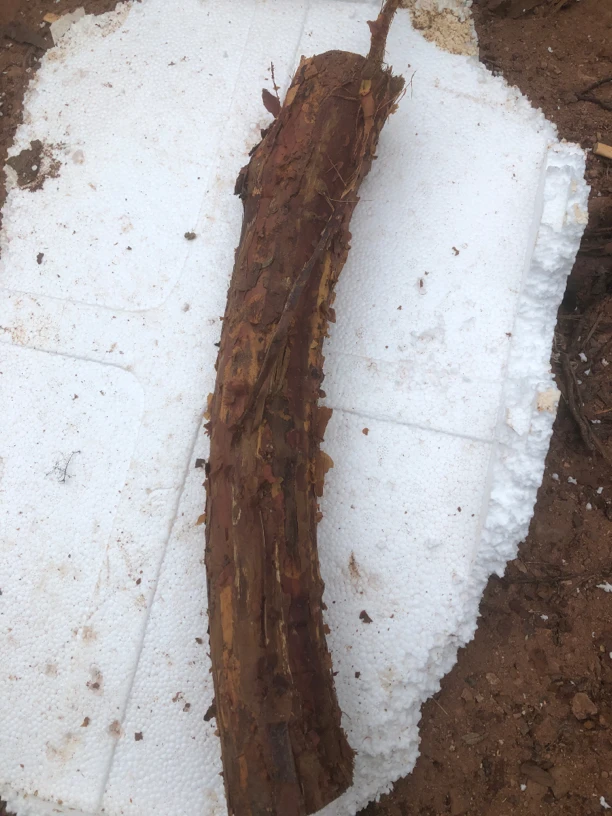 山木香盆景老桩可以嫁接月季玫瑰花