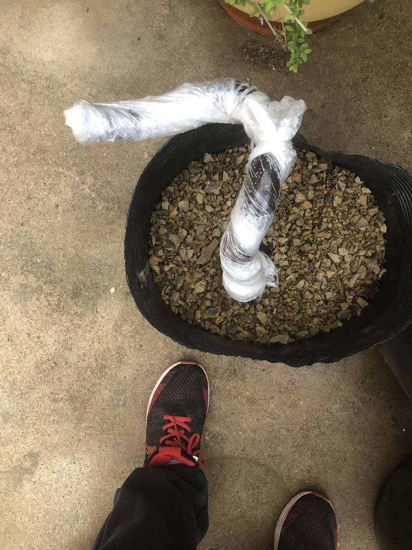 山木香映山红盆景桩开红色花一年一次花