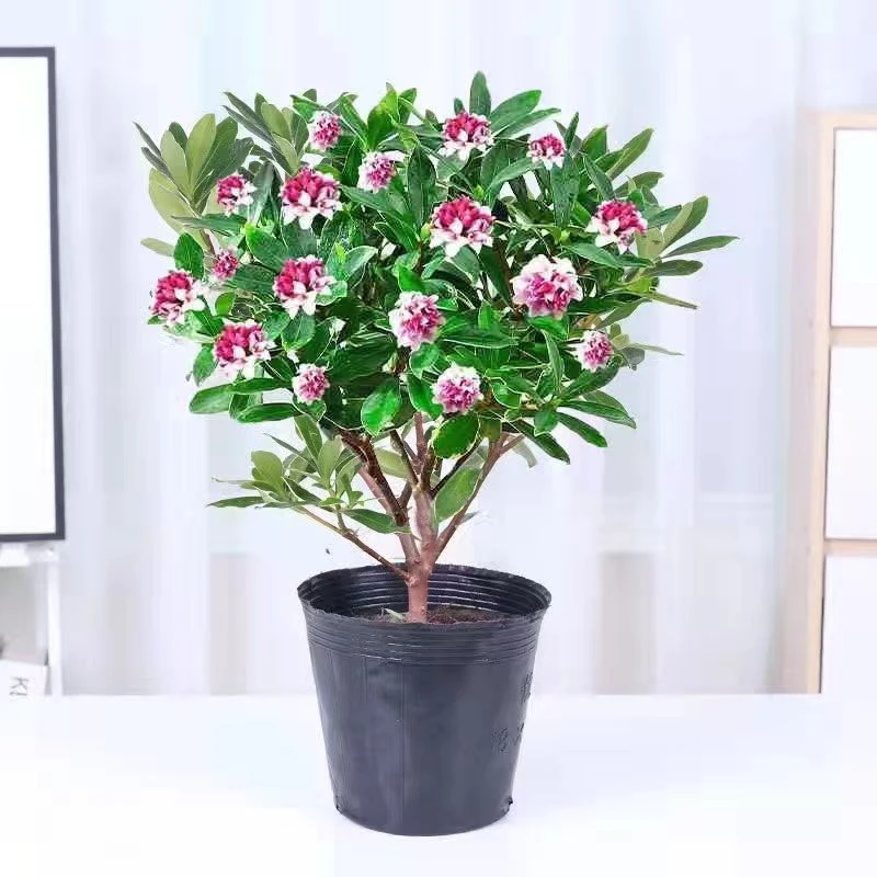 金边瑞香盆栽浓香型不带花苞耐寒开花室内观花花卉