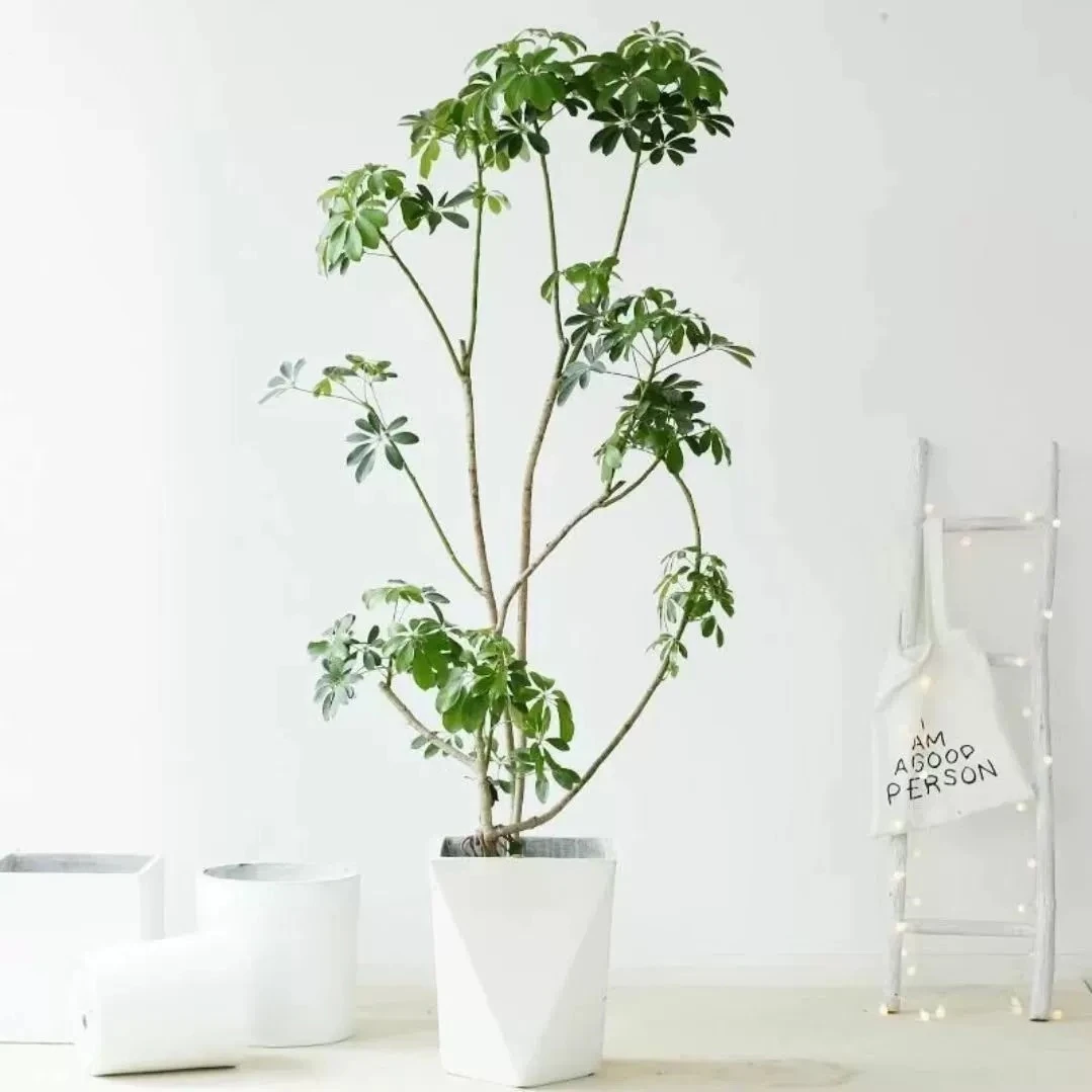 鸭脚木八方来财适合室内外办公室落地造型净化空气鲜活生长绿植