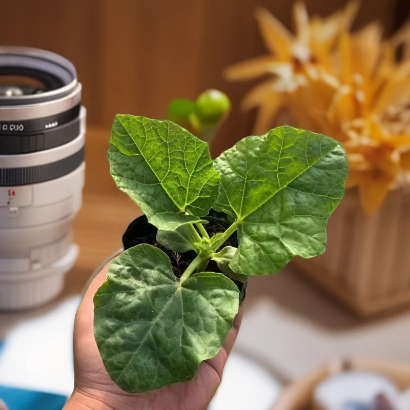 葫芦苗手捻本捻鸡心本长小冬瓜疙瘩三亭大苹果莲花头钱袋油锤八宝