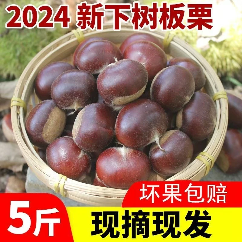 新鲜板栗2024新鲜当季农家嫩野生板栗毛栗子tz