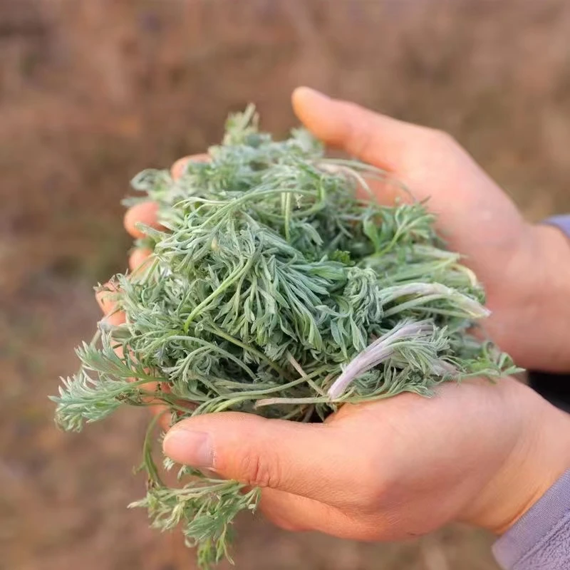 现摘陕西秦岭露天白蒿茵陈新鲜野菜0.5/1/2/3/4斤包邮头茬野蔬菜