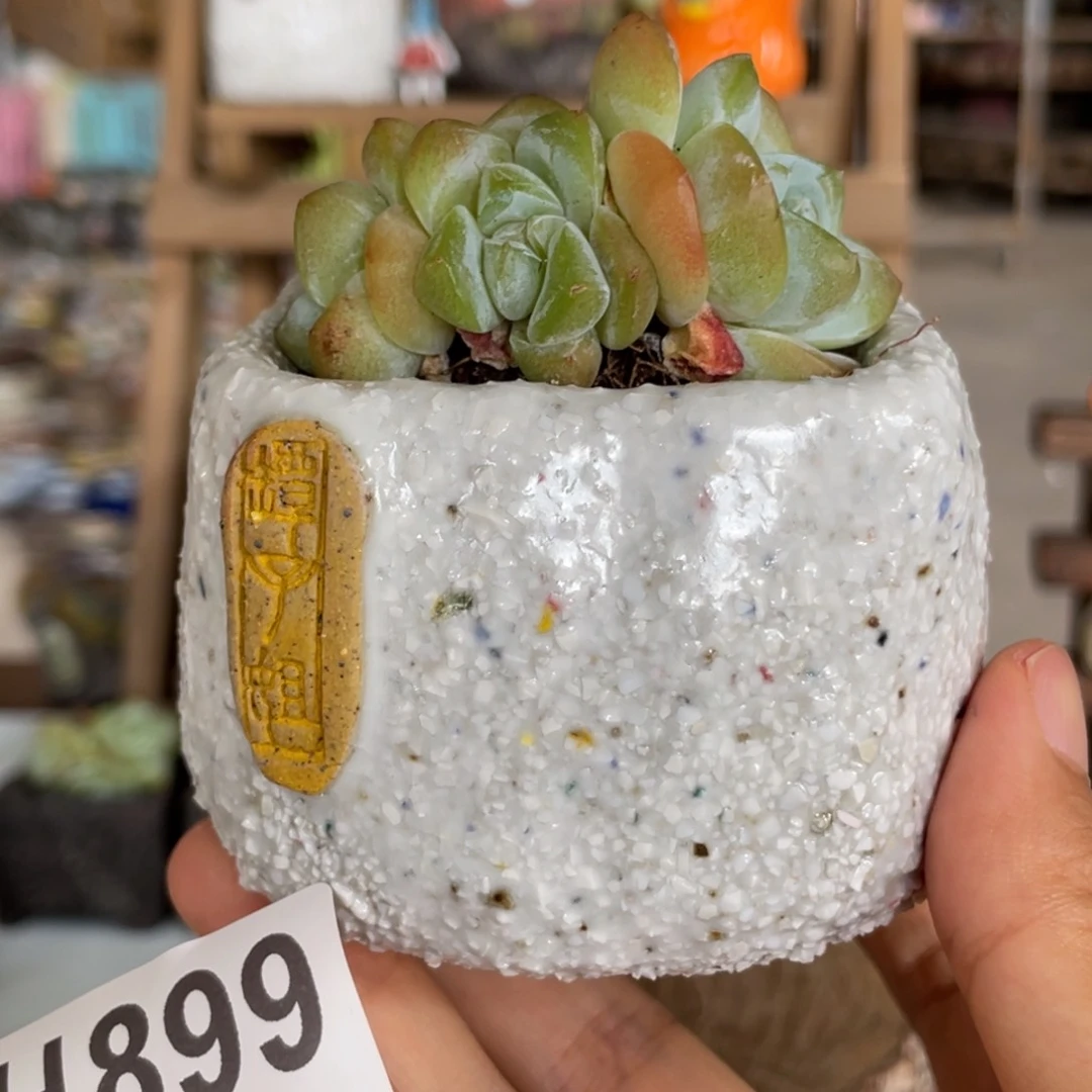 紫砂花盆陶瓷花盆 不含肉