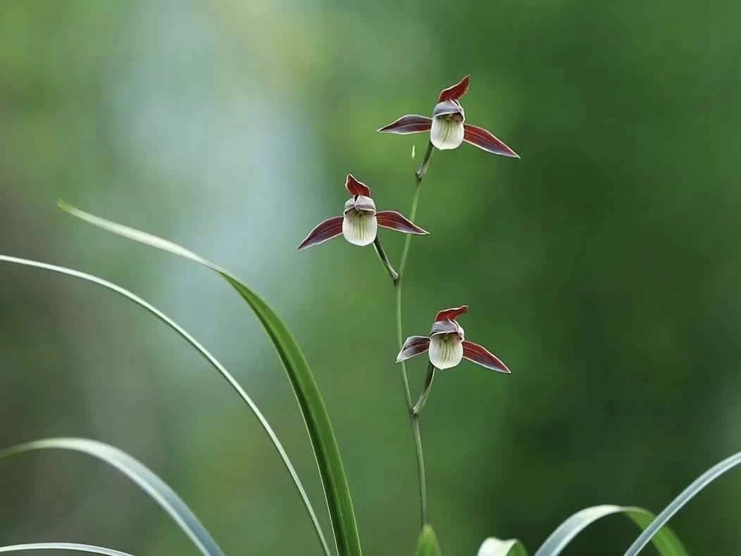 直播建兰艺草一物一拍专用链接