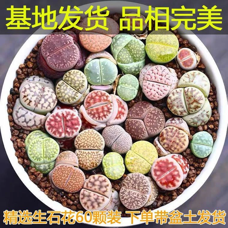 屁屁多肉生石花混合彩色多肉植物番杏科肉锥小盆栽PP花带盆土绿植