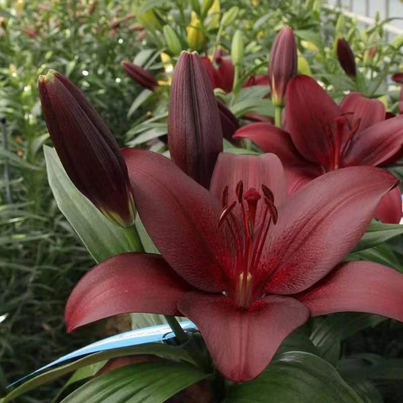 进口LA百合球 黑贝壳Malbec百合花球种子多年生耐寒球根花卉植物