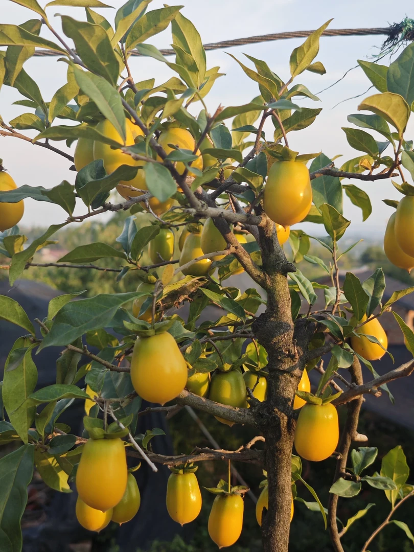 大量出售金弹子品种桩