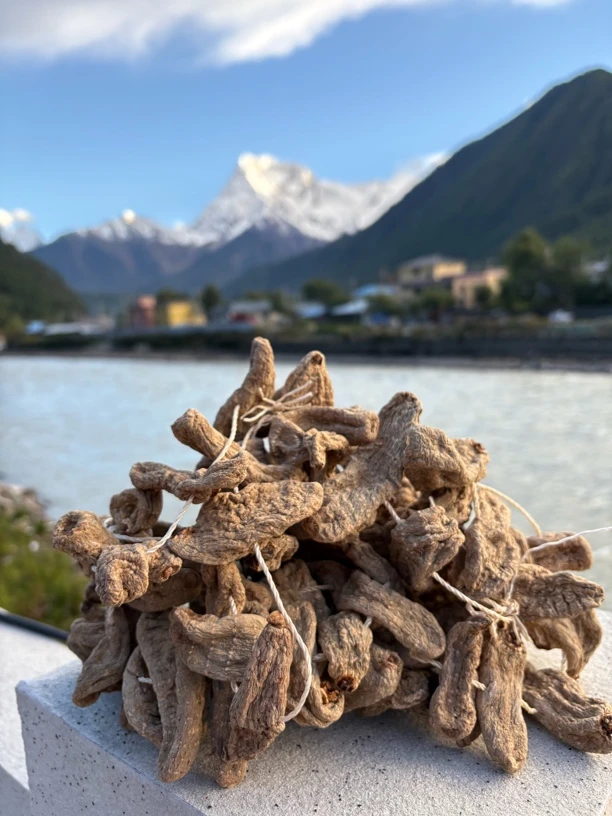 西藏高海拔乌天麻
