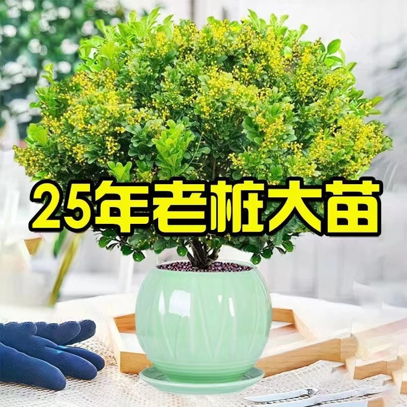 带花苞香水米兰花盆栽花卉植物四季开花浓香好养老桩盆景驱蚊绿植