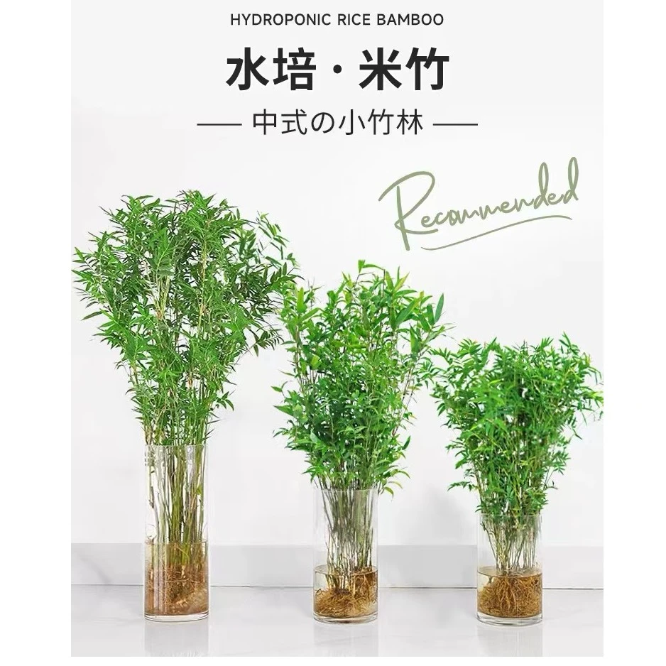 水培米竹发货新手土培观赏米竹观赏竹客厅懒人土壤绿植种植好养活