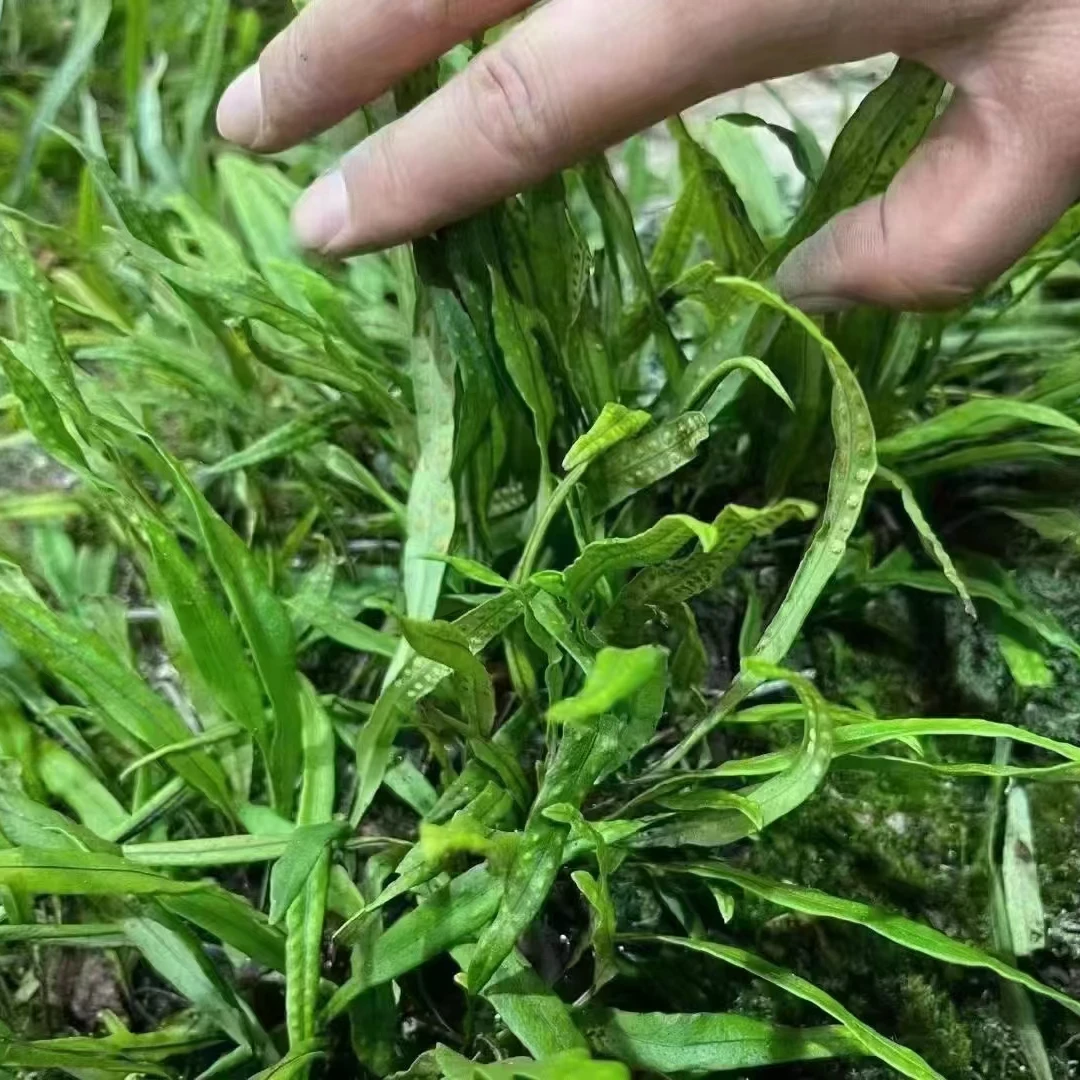 长白山参精茶50g