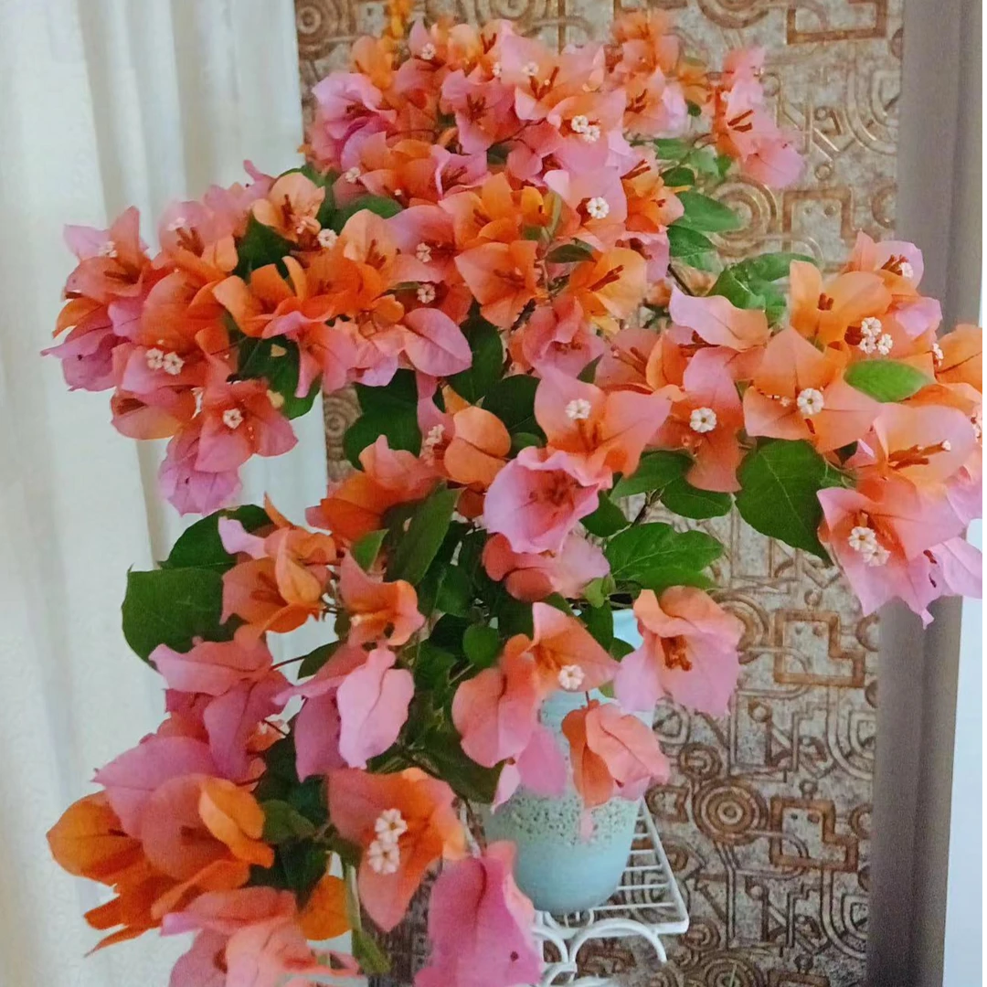 《变色龙》渐变色三角梅